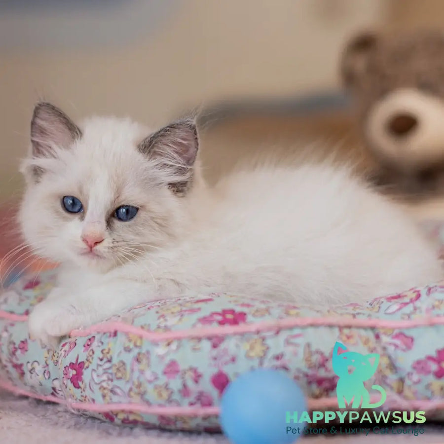 Winnie Ragdoll female blue bicolour - live animals