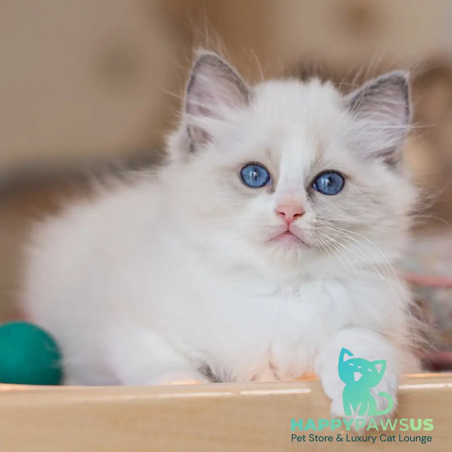 Winnie Ragdoll female blue bicolour - live animals