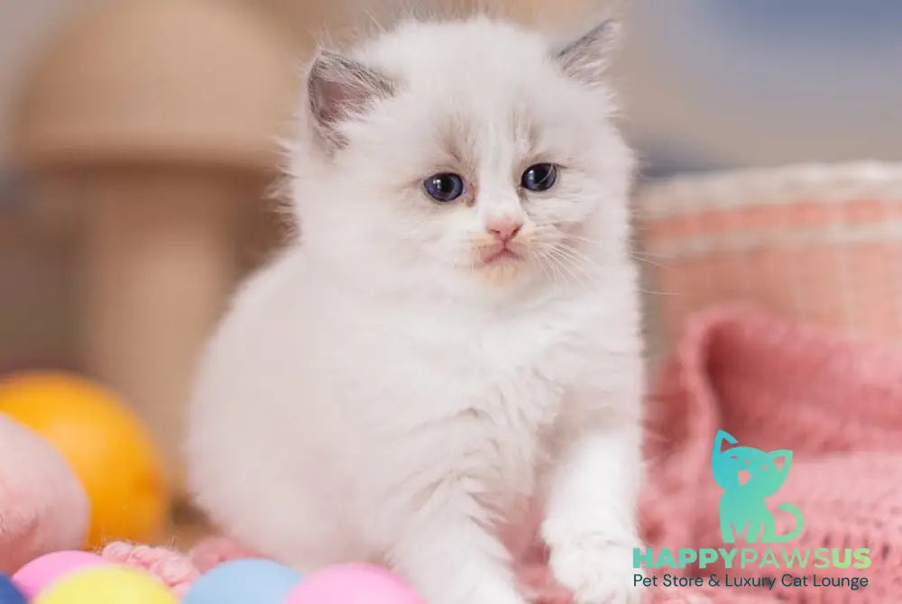 Winnie Ragdoll female blue bicolour - live animals
