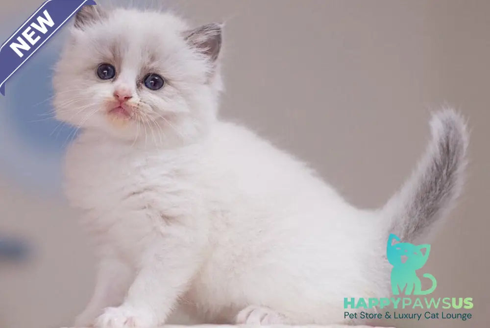 Winnie Ragdoll female blue bicolour - live animals