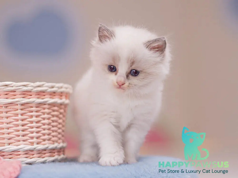 Winnie Ragdoll female blue bicolour - live animals