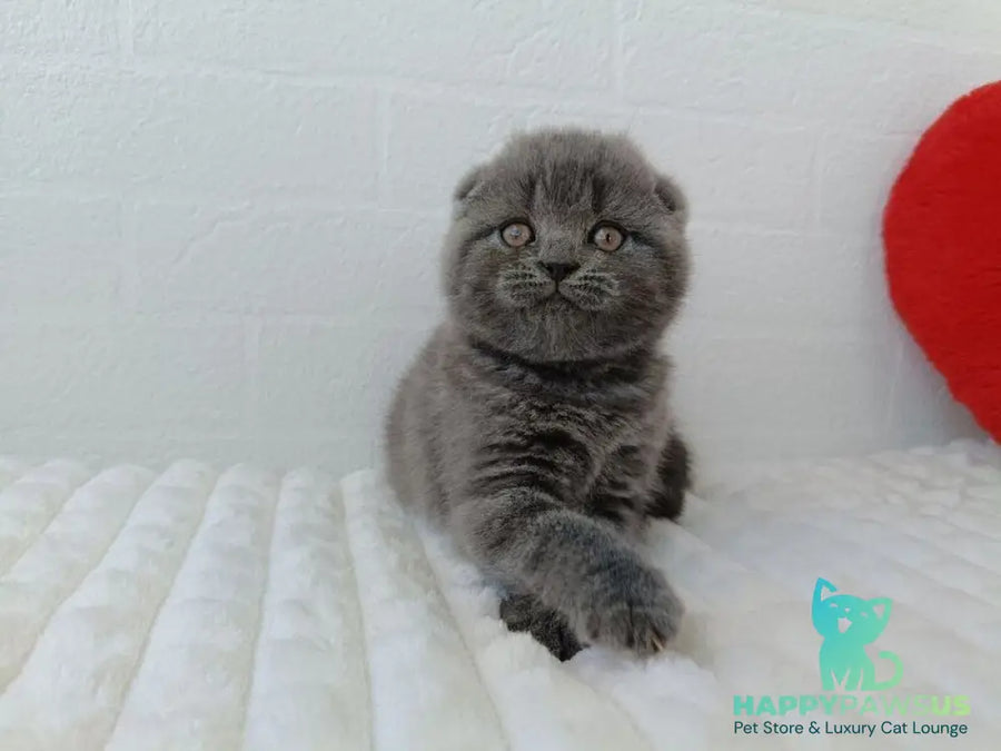 Winnie Scottish Fold female blue - live animals