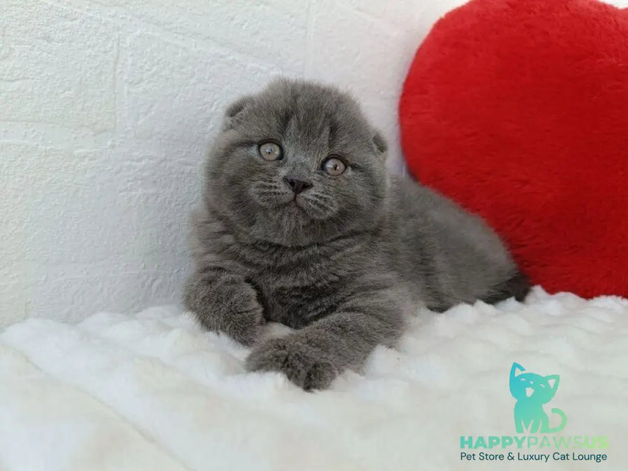 Winnie Scottish Fold female blue - live animals