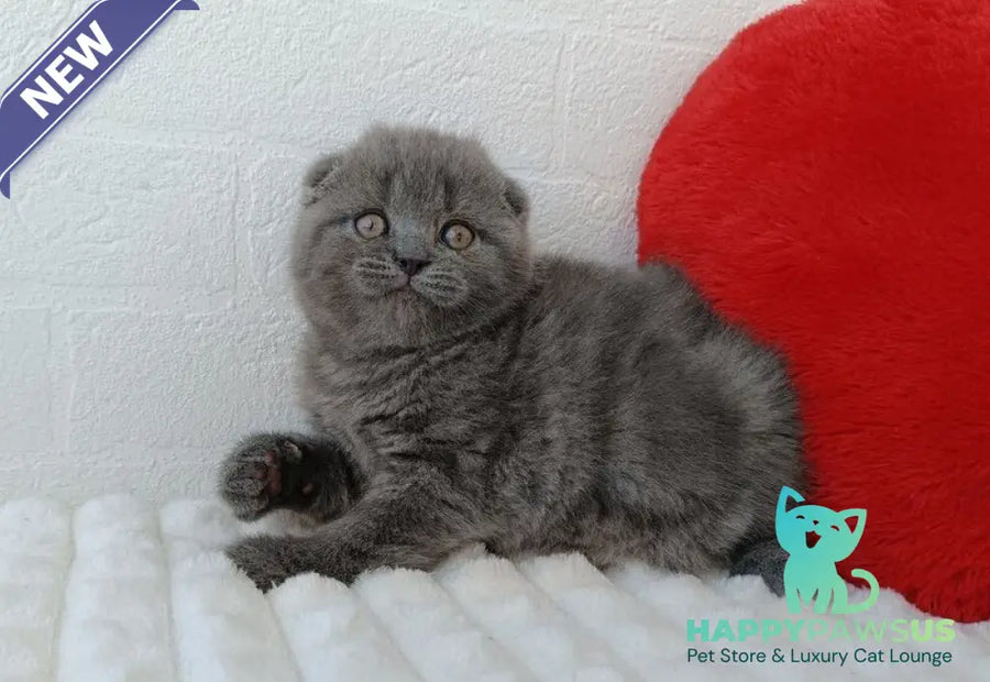 Winnie Scottish Fold female blue - live animals