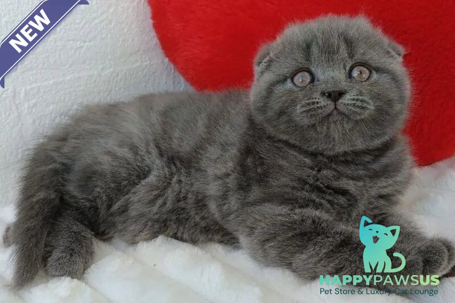 Winnie Scottish Fold female blue - live animals