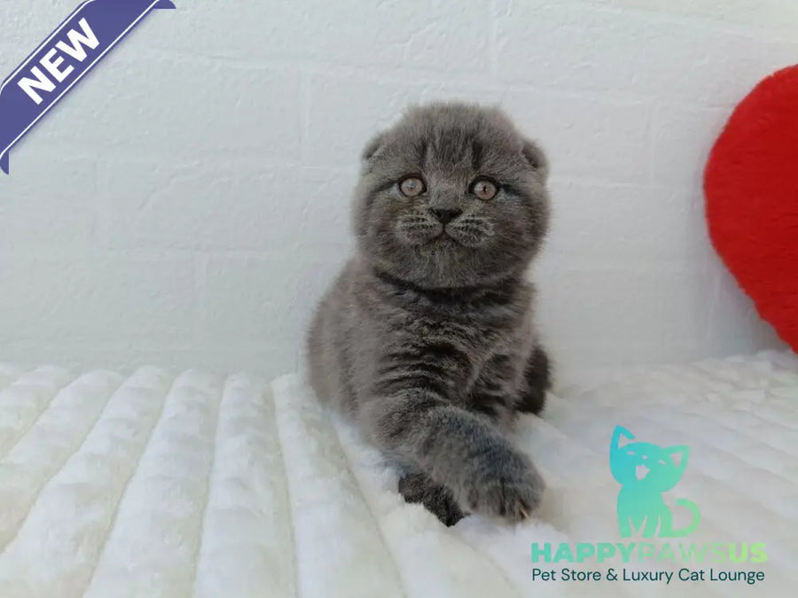 Winnie Scottish Fold female blue - live animals