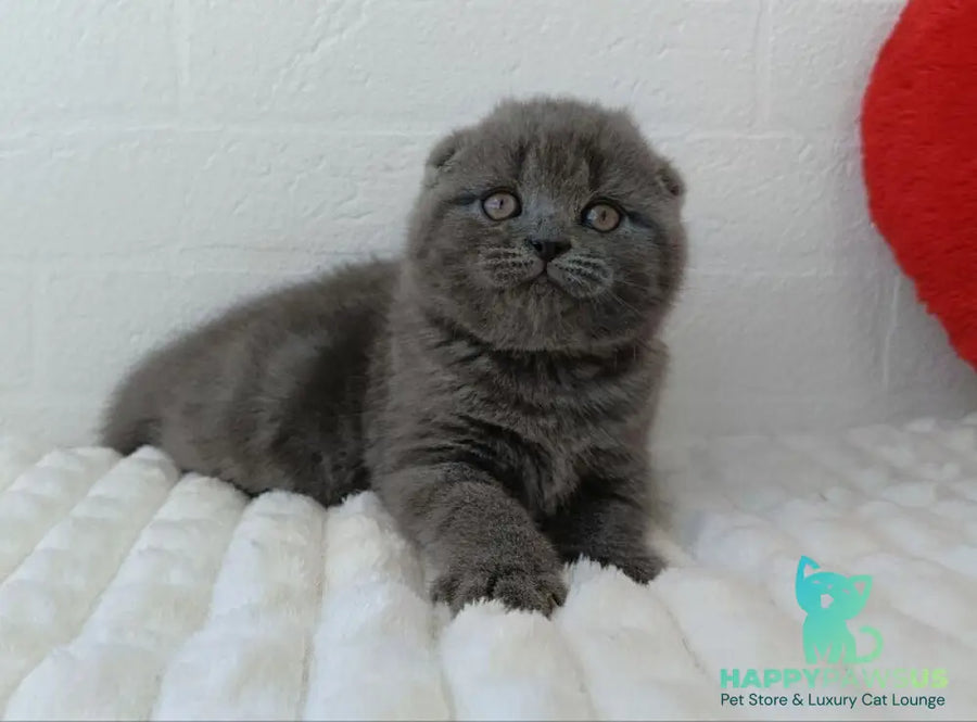 Winnie Scottish Fold female blue - live animals
