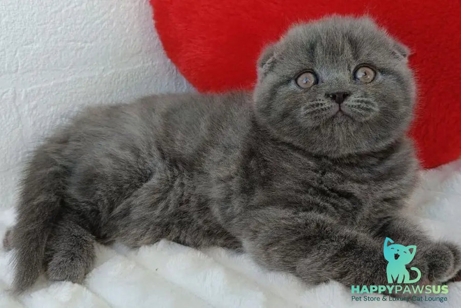 Winnie Scottish Fold female blue - live animals
