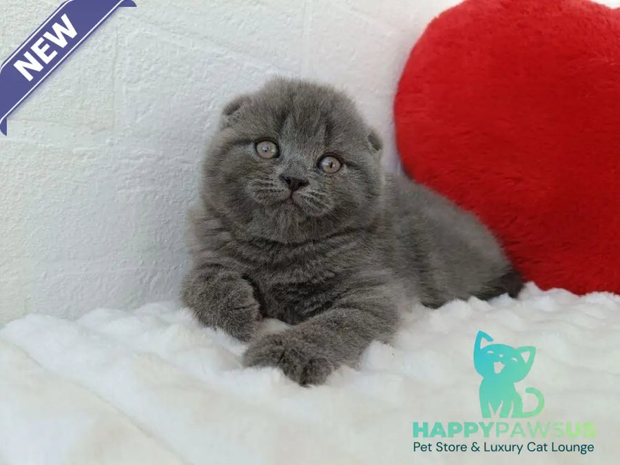 Winnie Scottish Fold female blue - live animals