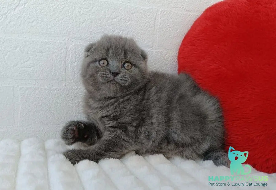 Winnie Scottish Fold female blue - live animals