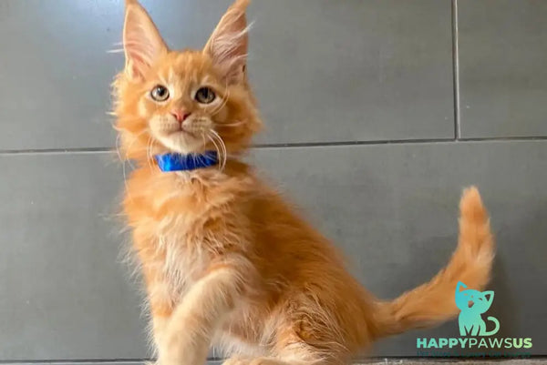 Winnipeg Maine Coon male red tabby - live animals