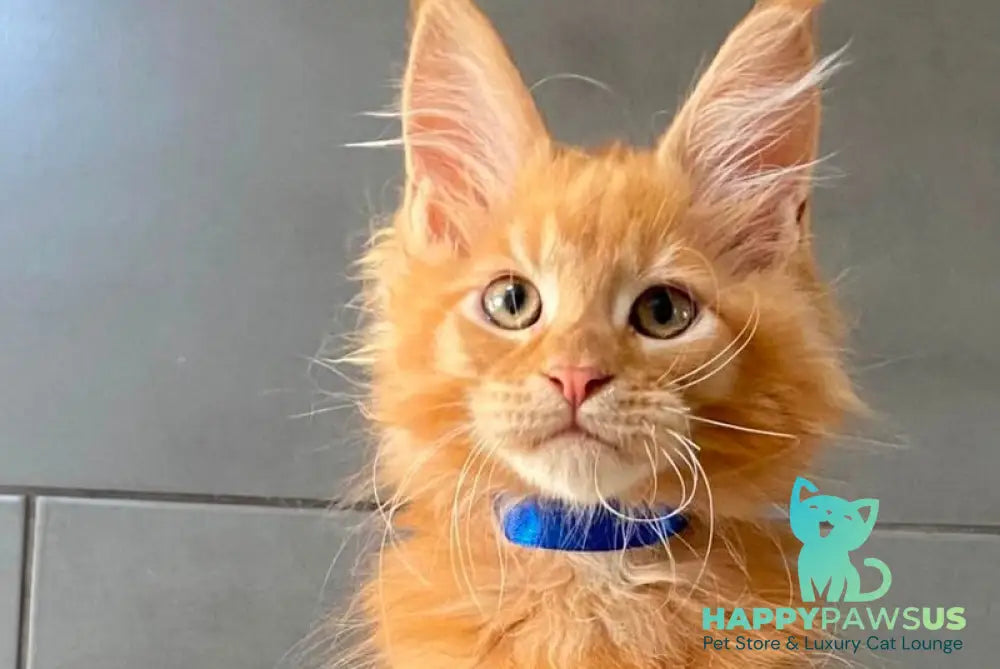 Winnipeg Maine Coon male red tabby - live animals