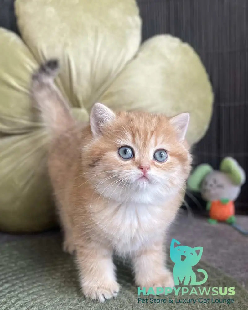 Winny British Shorthair male black golden spotted tabby - live animals