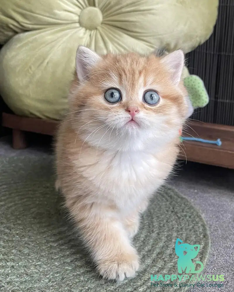Winny British Shorthair male black golden spotted tabby - live animals