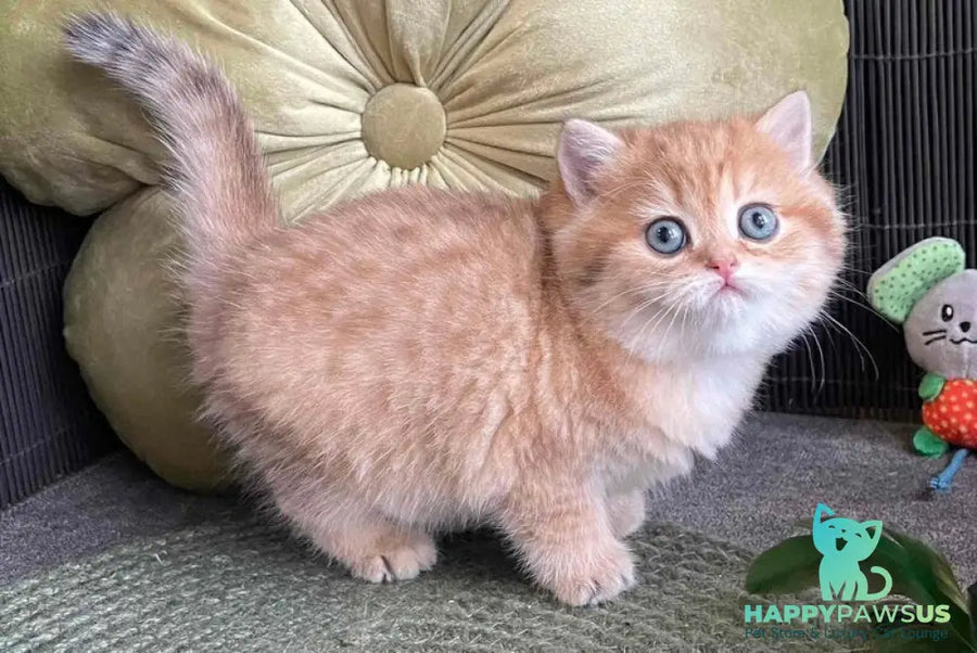 Winny British Shorthair male black golden spotted tabby - live animals