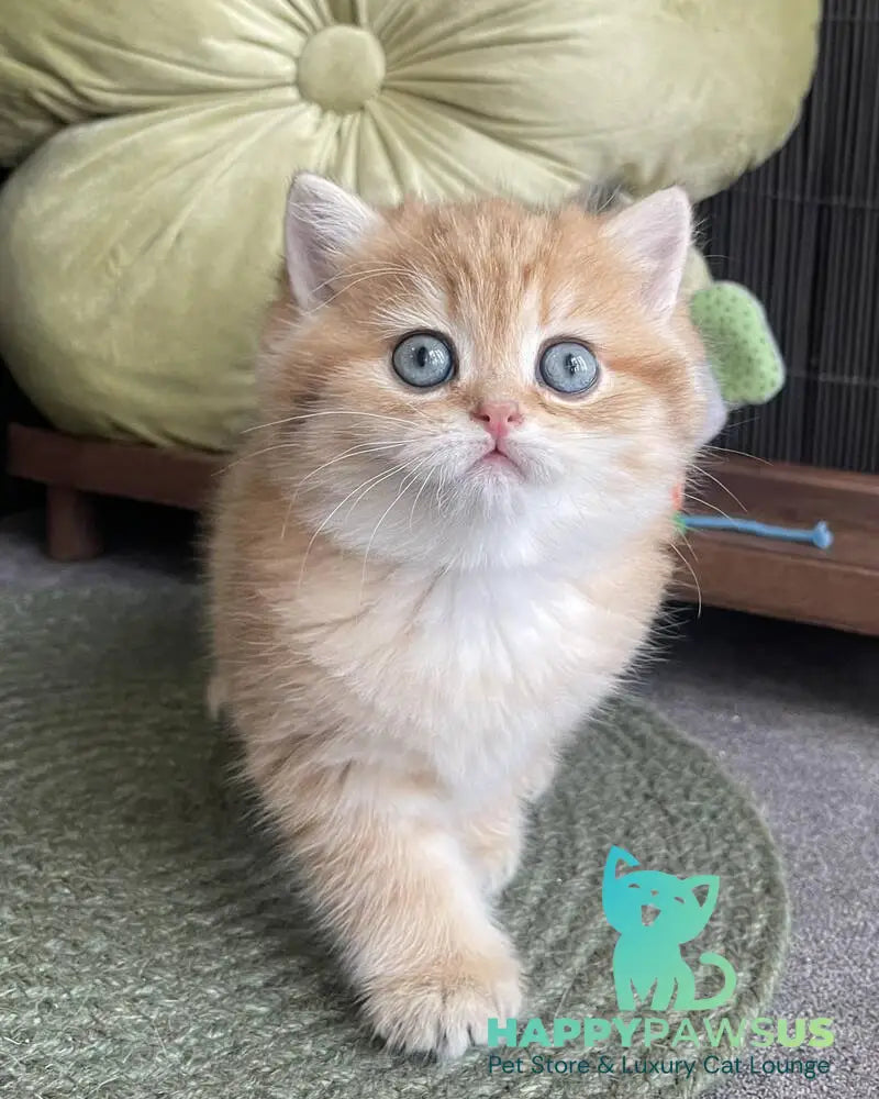Winny British Shorthair male black golden spotted tabby - live animals