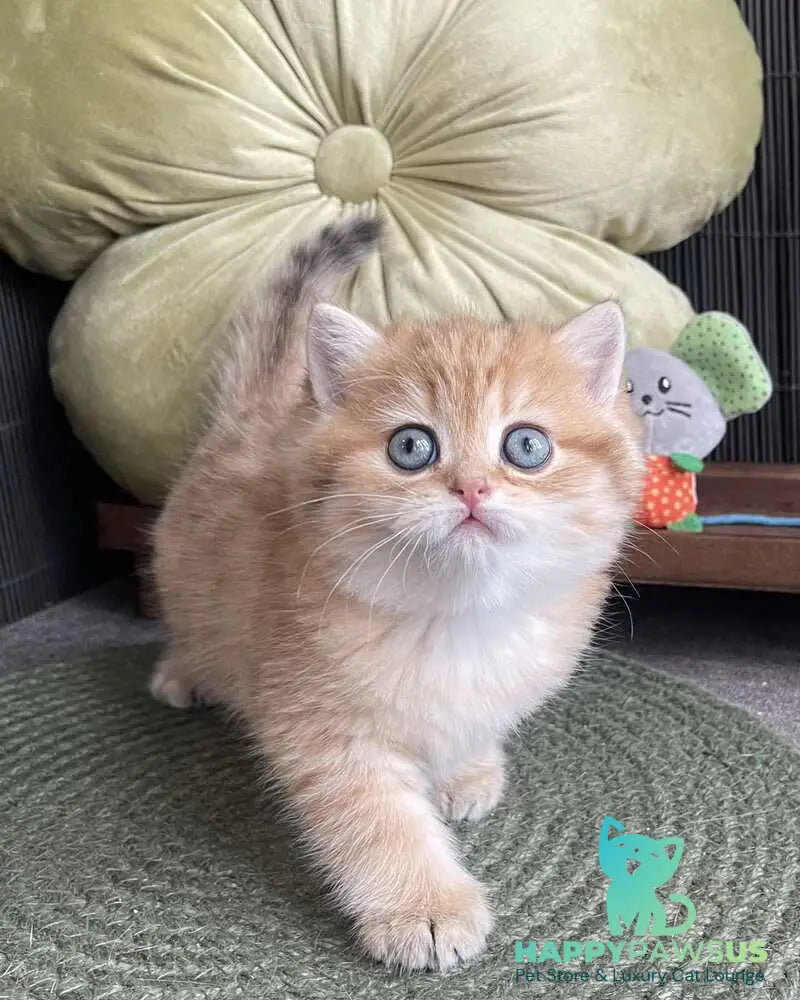 Winny British Shorthair male black golden spotted tabby - live animals