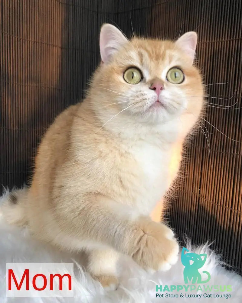 Winny British Shorthair male black golden spotted tabby - live animals