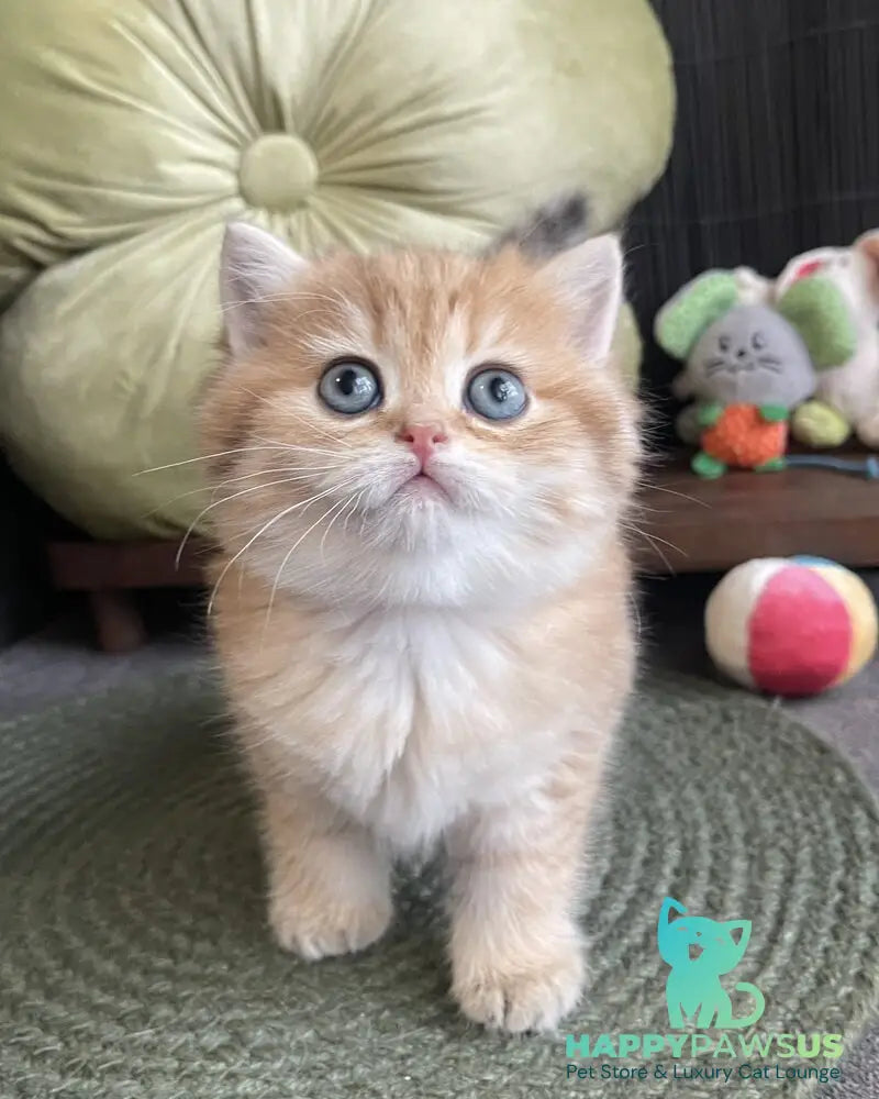Winny British Shorthair male black golden spotted tabby - live animals
