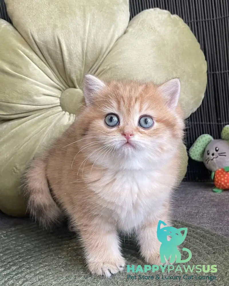 Winny British Shorthair male black golden spotted tabby - live animals