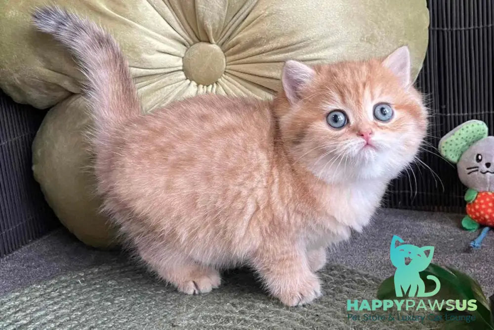 Winny British Shorthair male black golden spotted tabby - live animals