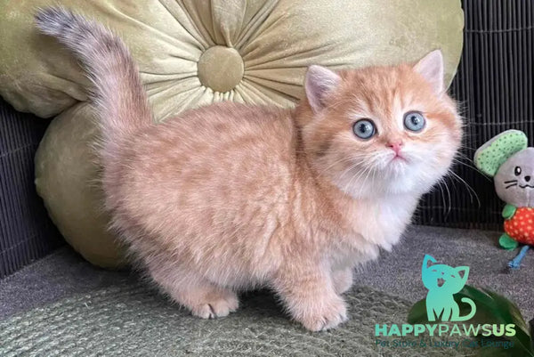 Winny British Shorthair male black golden spotted tabby - live animals