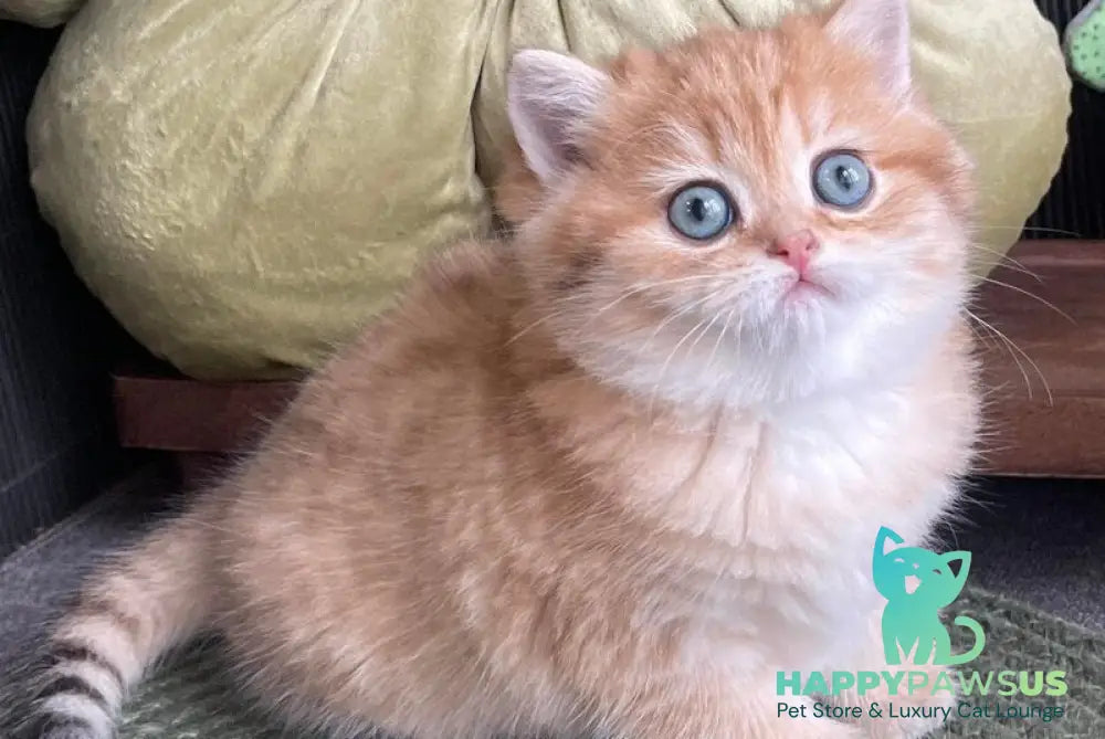 Winny British Shorthair male black golden spotted tabby - live animals