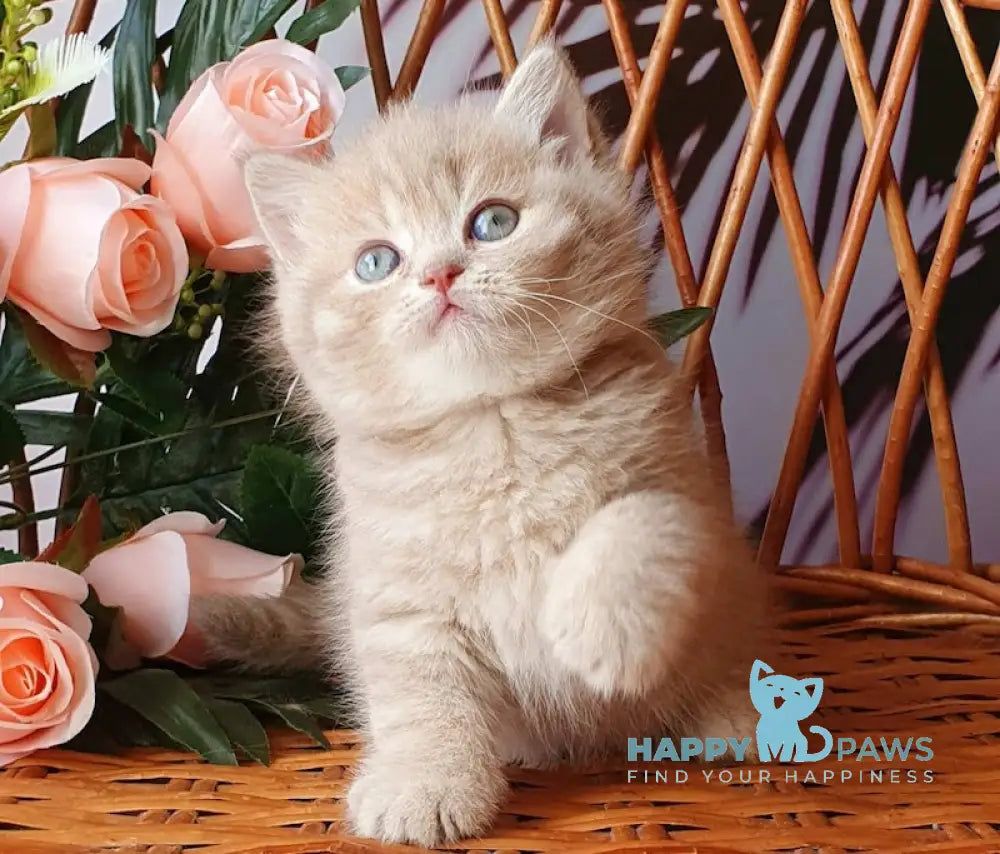 Winny British Shorthair male lilac golden shaded live animals