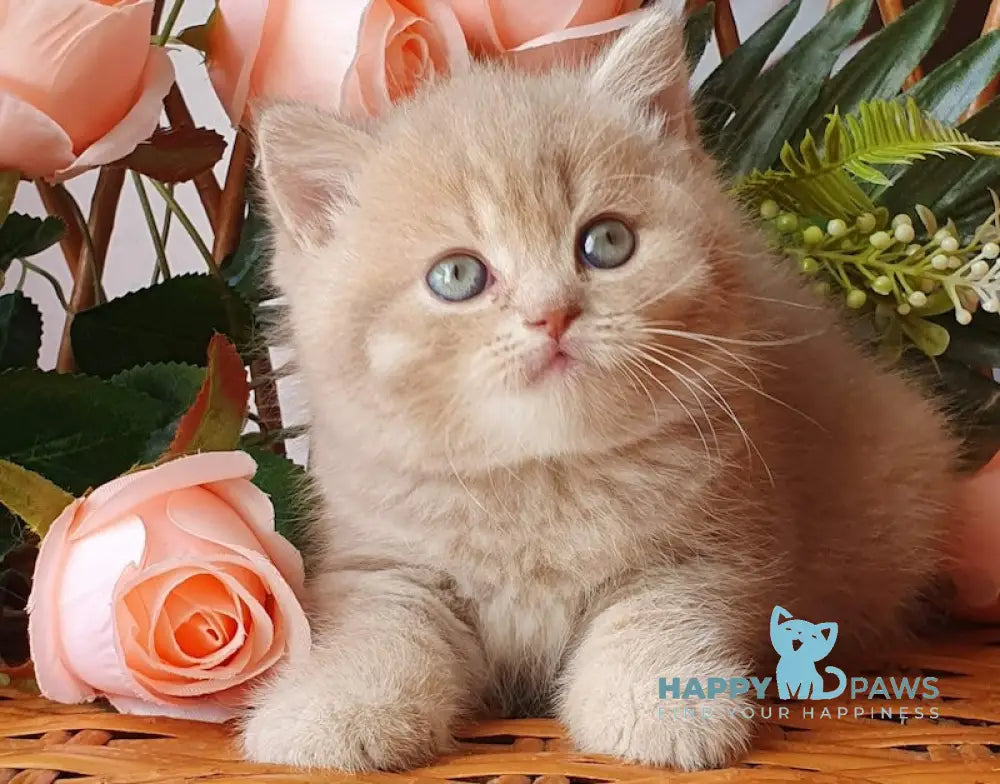 Winny British Shorthair male lilac golden shaded live animals