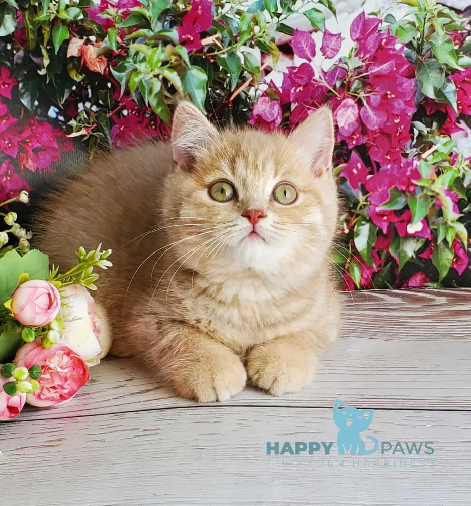 Winny British Shorthair male lilac golden shaded live animals