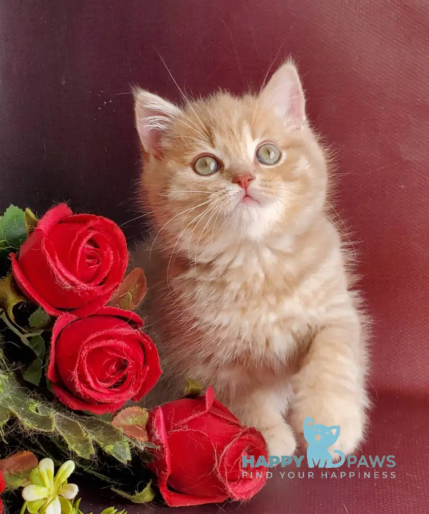Winny British Shorthair male lilac golden shaded live animals