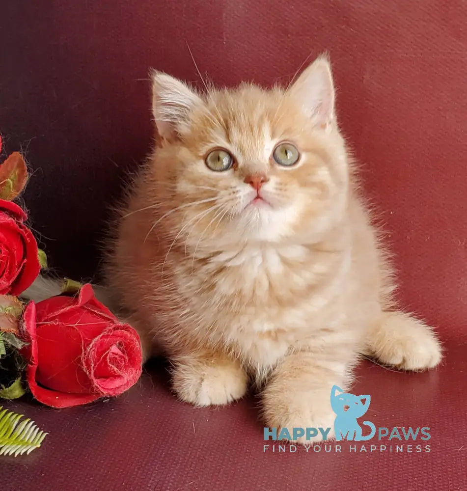 Winny British Shorthair male lilac golden shaded live animals