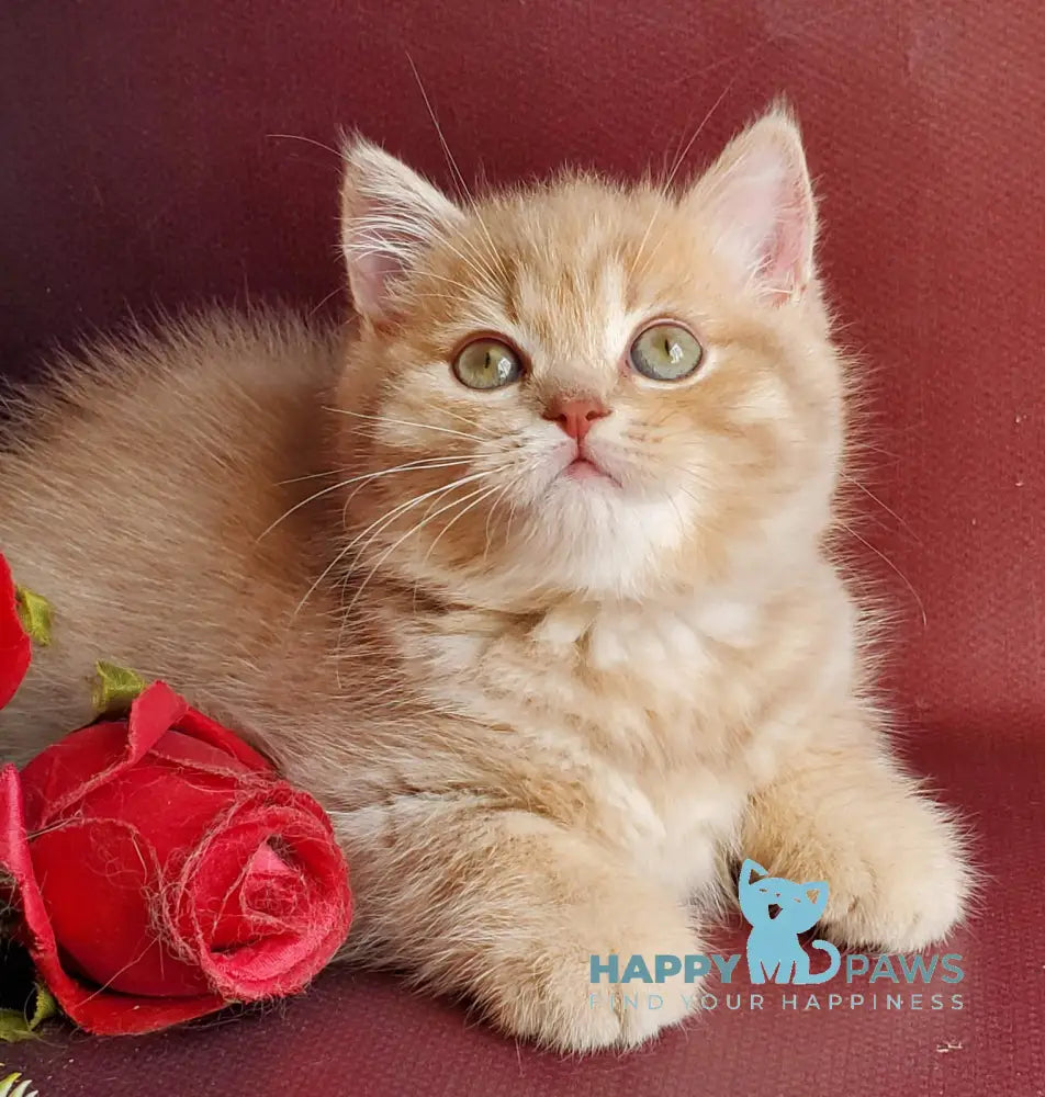 Winny British Shorthair male lilac golden shaded live animals