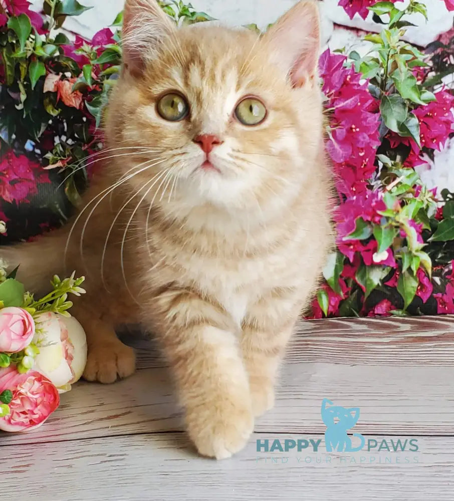 Winny British Shorthair male lilac golden shaded live animals