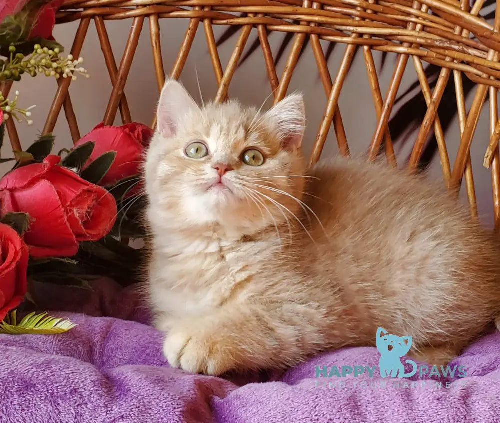 Winny British Shorthair male lilac golden shaded live animals