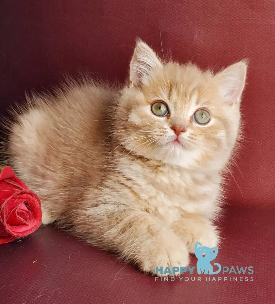 Winny British Shorthair male lilac golden shaded live animals