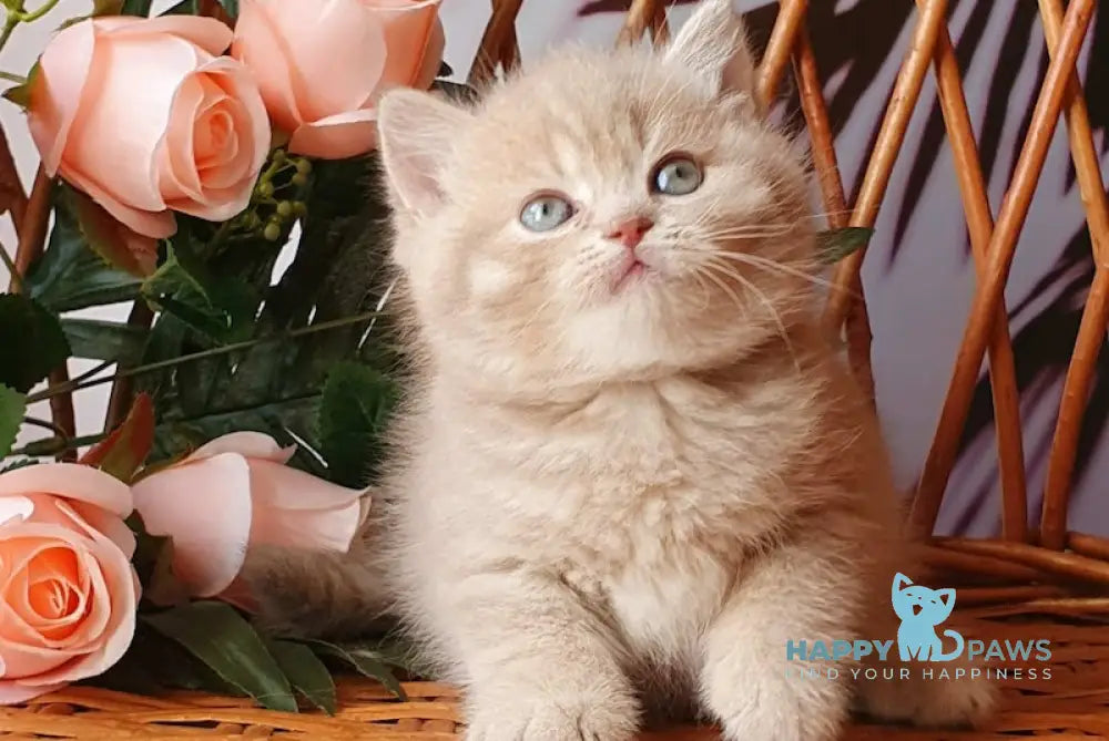 Winny British Shorthair male lilac golden shaded live animals