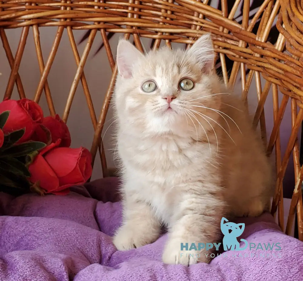 Winny British Shorthair male lilac golden shaded live animals
