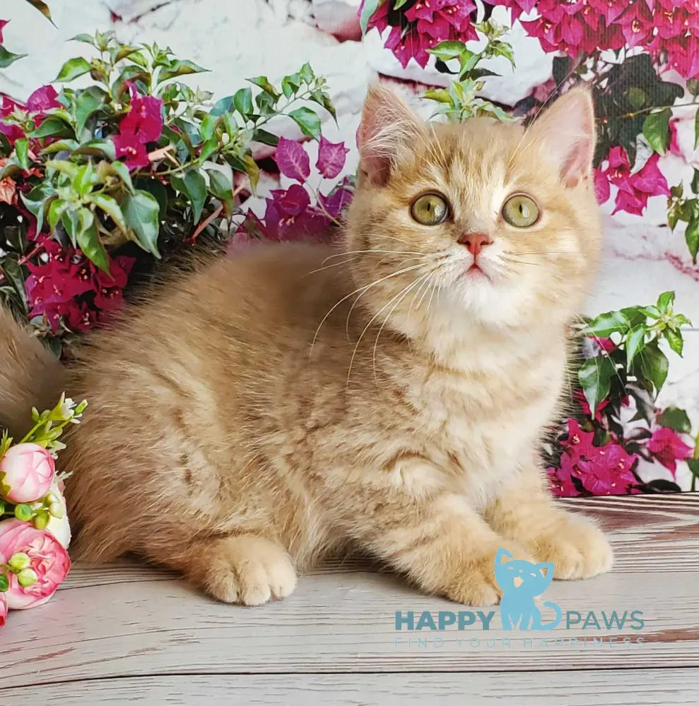 Winny British Shorthair male lilac golden shaded live animals
