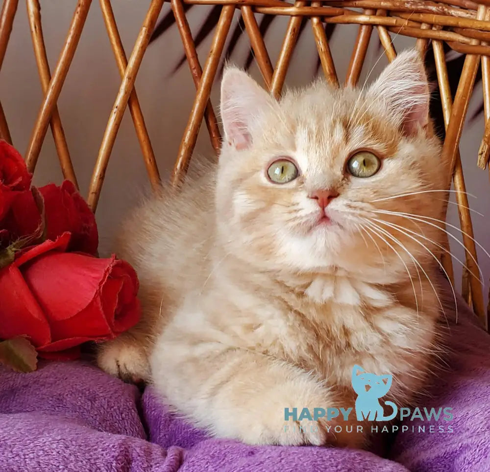 Winny British Shorthair male lilac golden shaded live animals