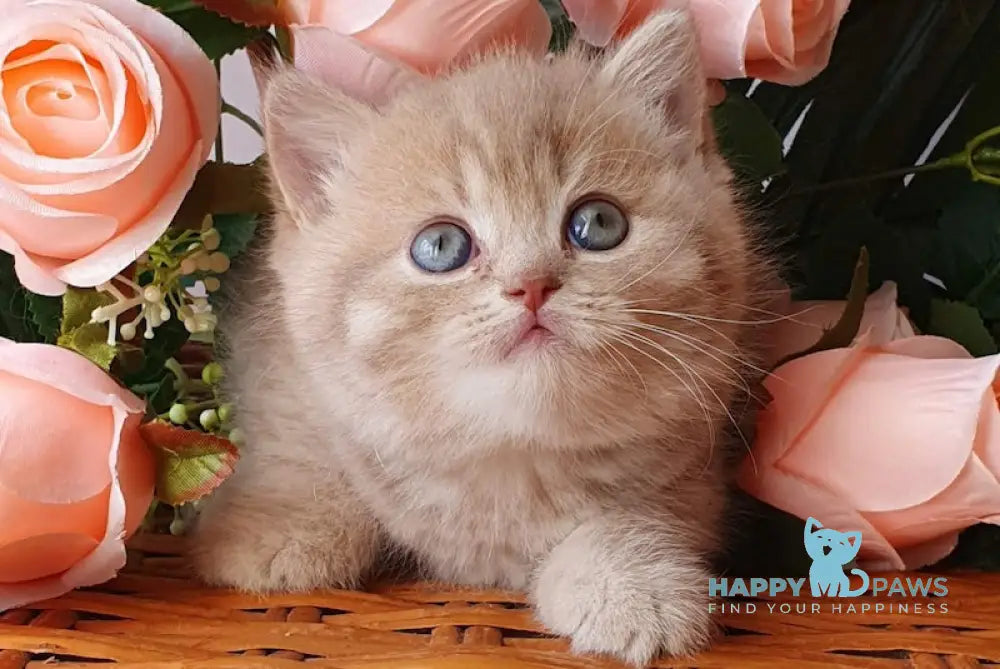 Winny British Shorthair male lilac golden shaded live animals