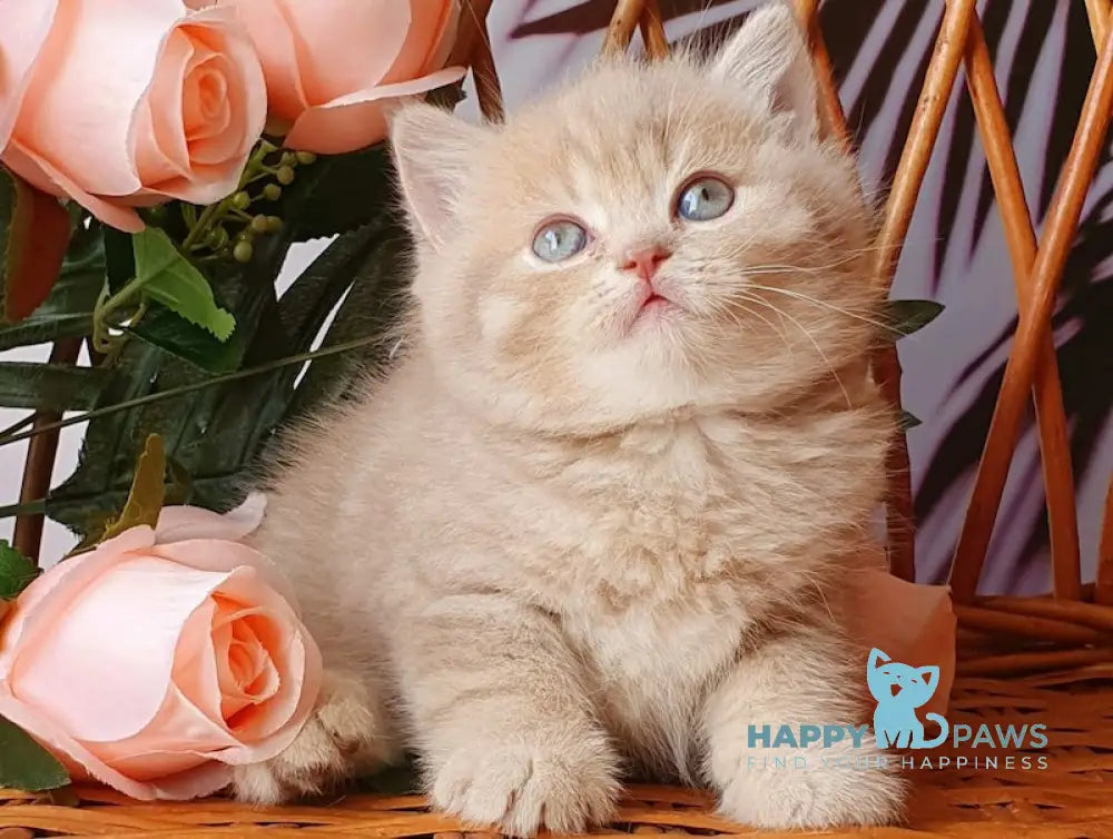 Winny British Shorthair male lilac golden shaded live animals