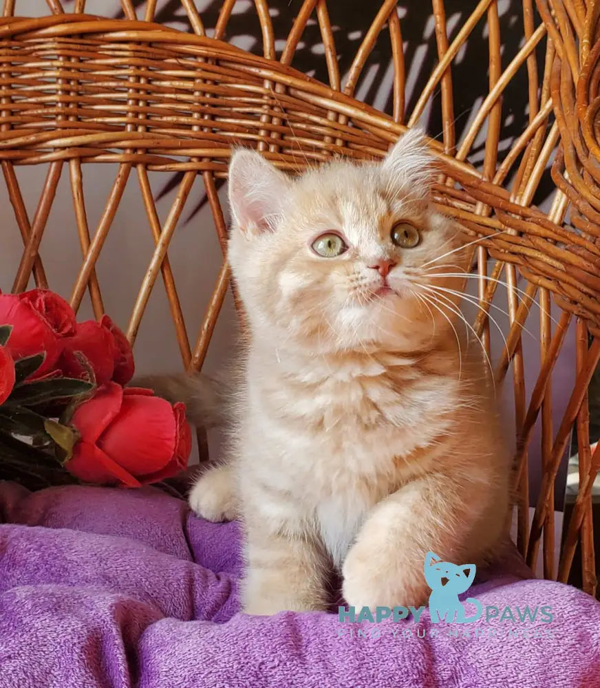 Winny British Shorthair male lilac golden shaded live animals