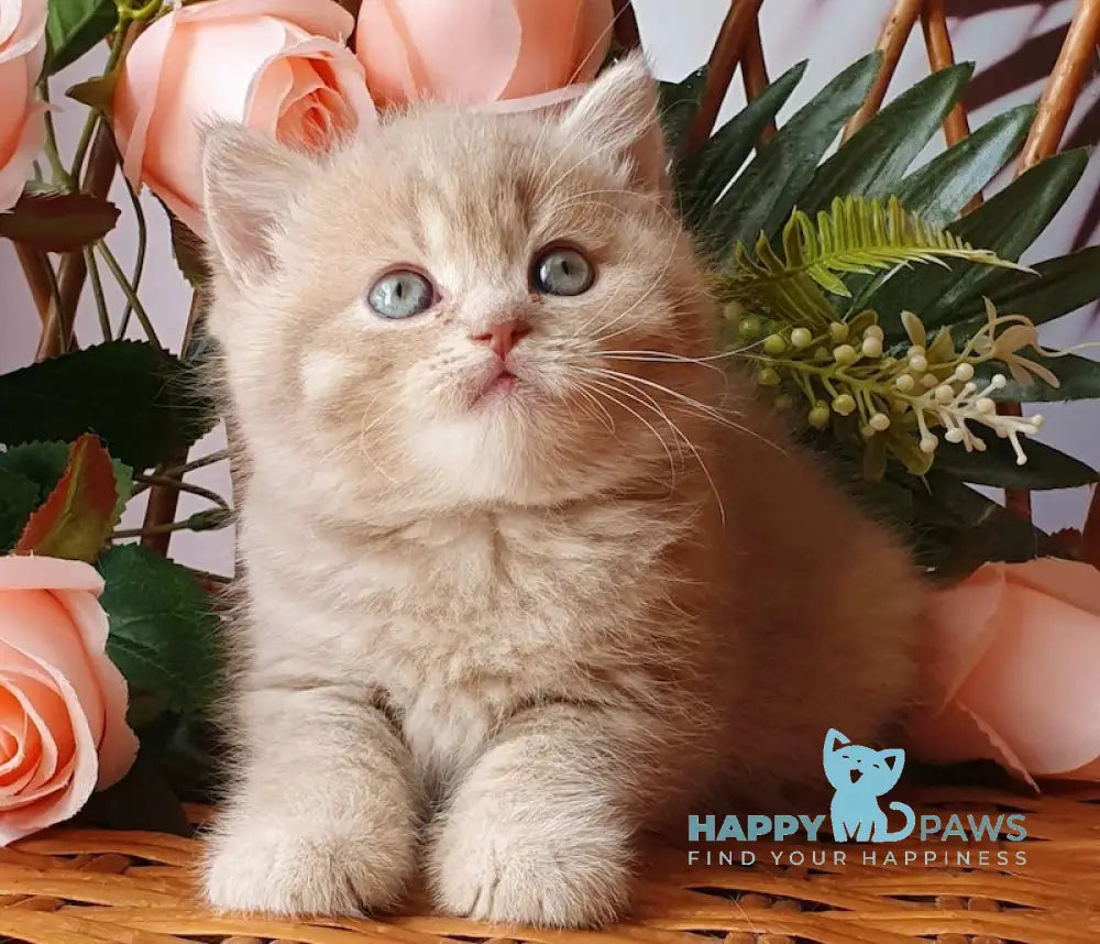 Winny British Shorthair male lilac golden shaded live animals