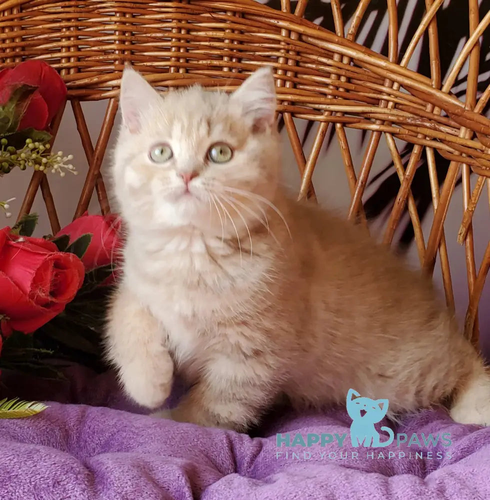 Winny British Shorthair male lilac golden shaded live animals