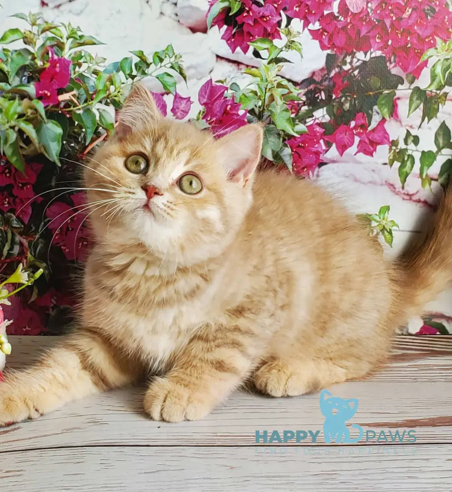 Winny British Shorthair male lilac golden shaded live animals