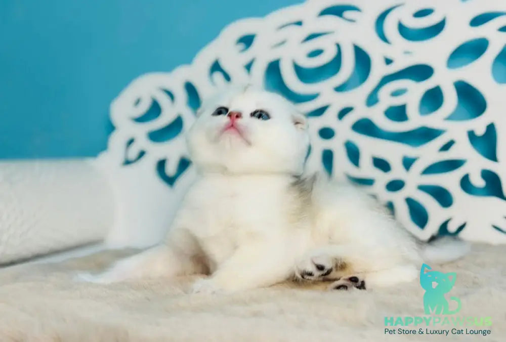 Winny Scottish Fold male black silver chinchilla - live animals