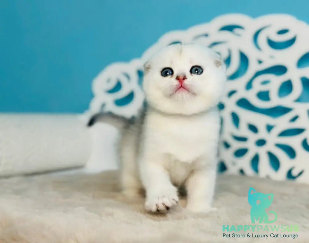 Winny Scottish Fold male black silver chinchilla - live animals