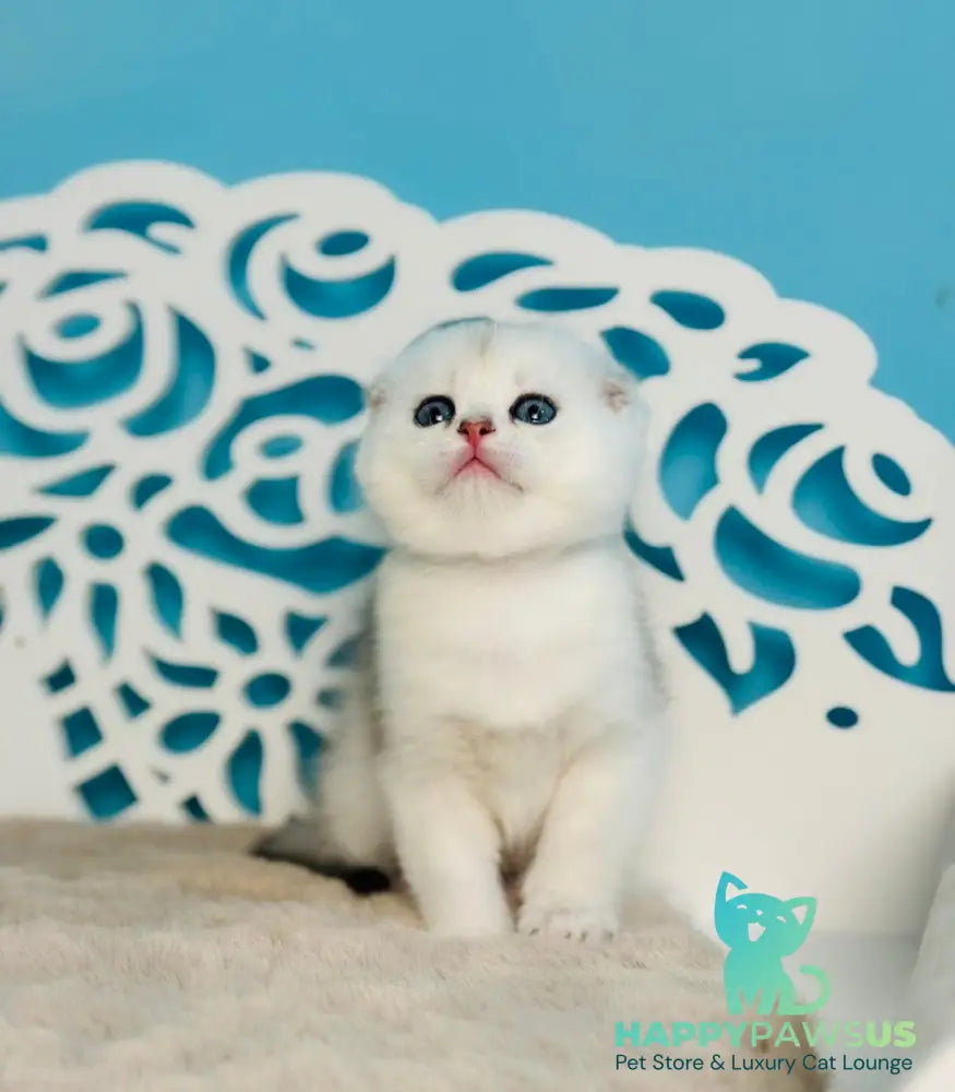 Winny Scottish Fold male black silver chinchilla - live animals