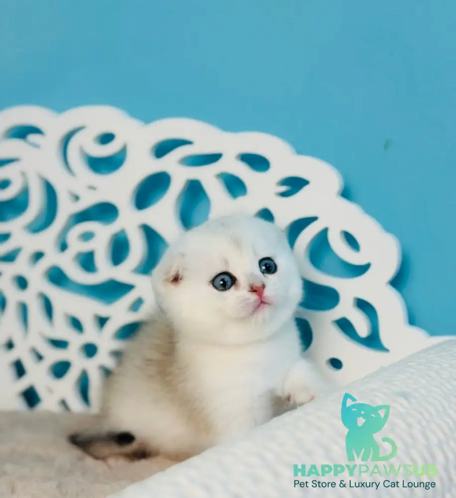 Winny Scottish Fold male black silver chinchilla - live animals
